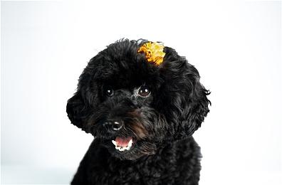 休闲沙盒建造游戏《蒙特罗纳》现已上线Steam平台